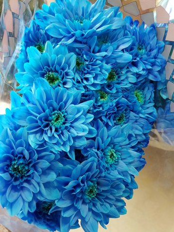 blauwe chrysant 