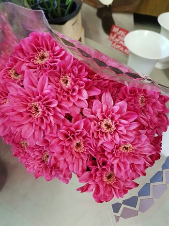 roze chrysant